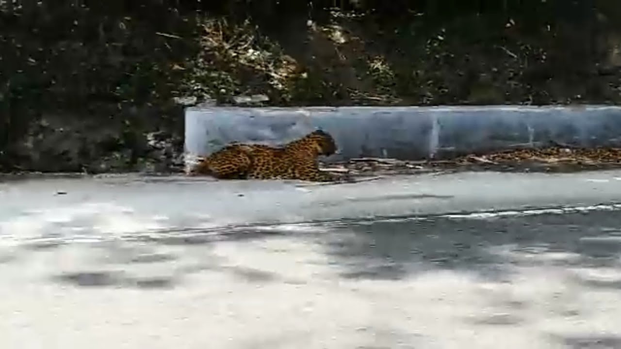leopard sitting in road side | dhimbam ghat road leopard sitting in road side | Sathyamangalam