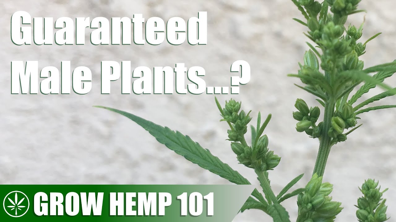 Test Growing Seeds Produced from a Male Hemp Plant