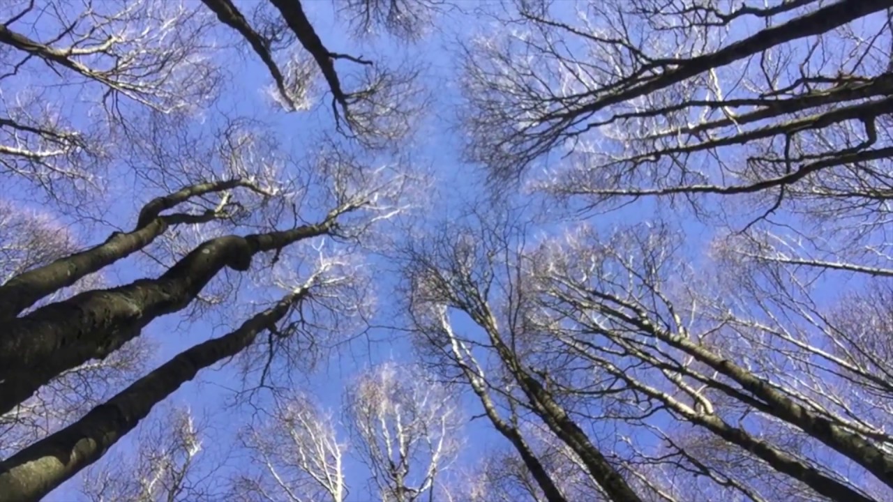 Balla con gli alberi  Massimo Buffetti
