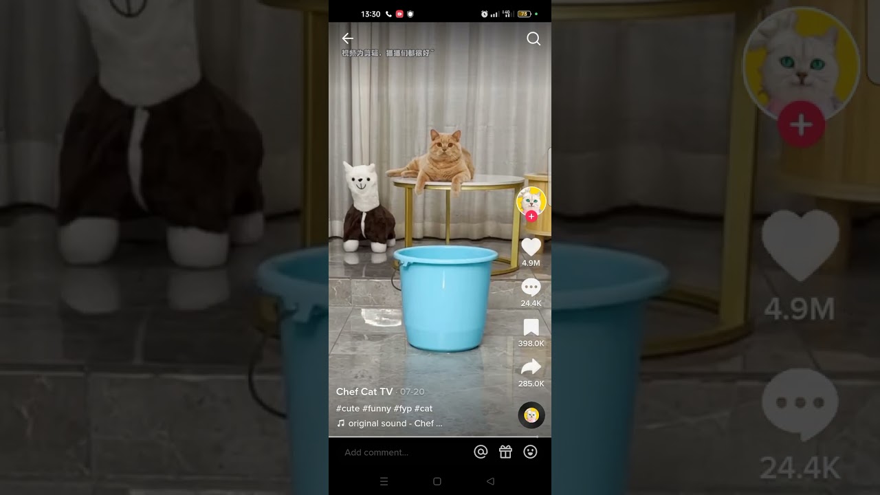 kelakuan random kucing si oyen #lucu #cute #funny #cat #random #viral #short