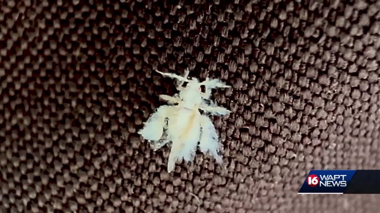 Asian woolly hackberry aphid population can grow as fall approaches