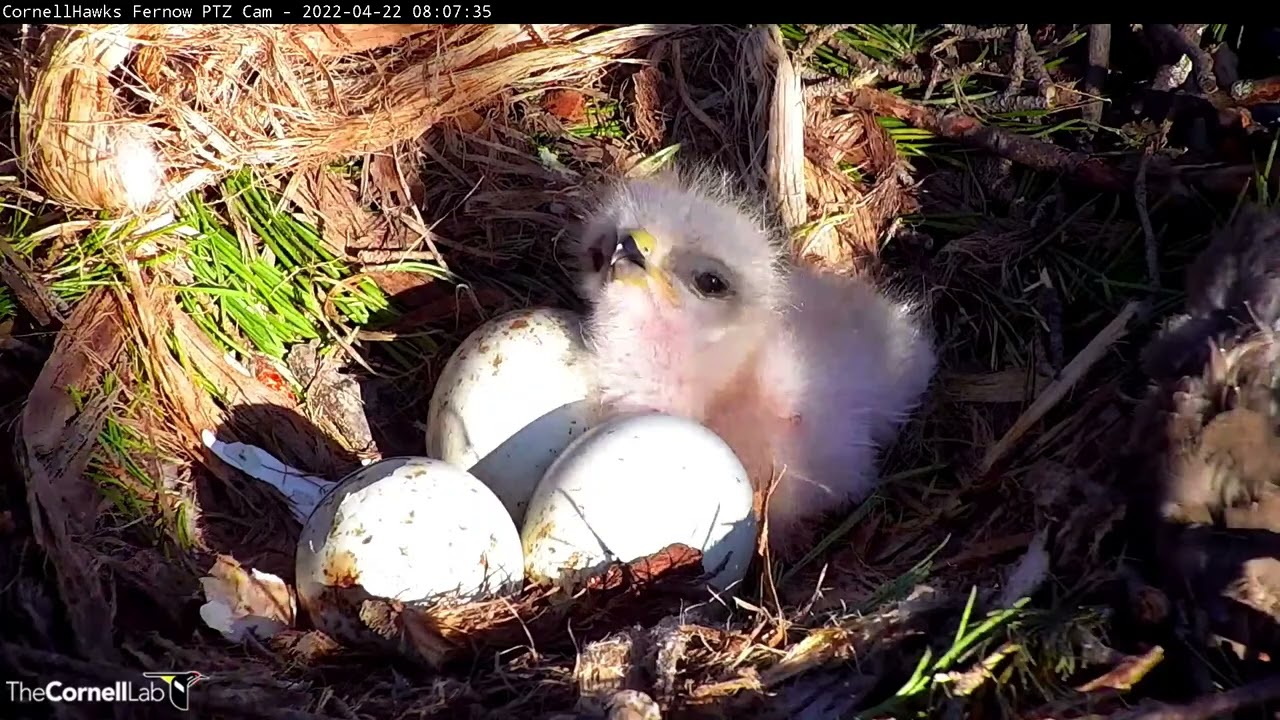 Cornell Hawks Welcome First Fluffy Nestling 