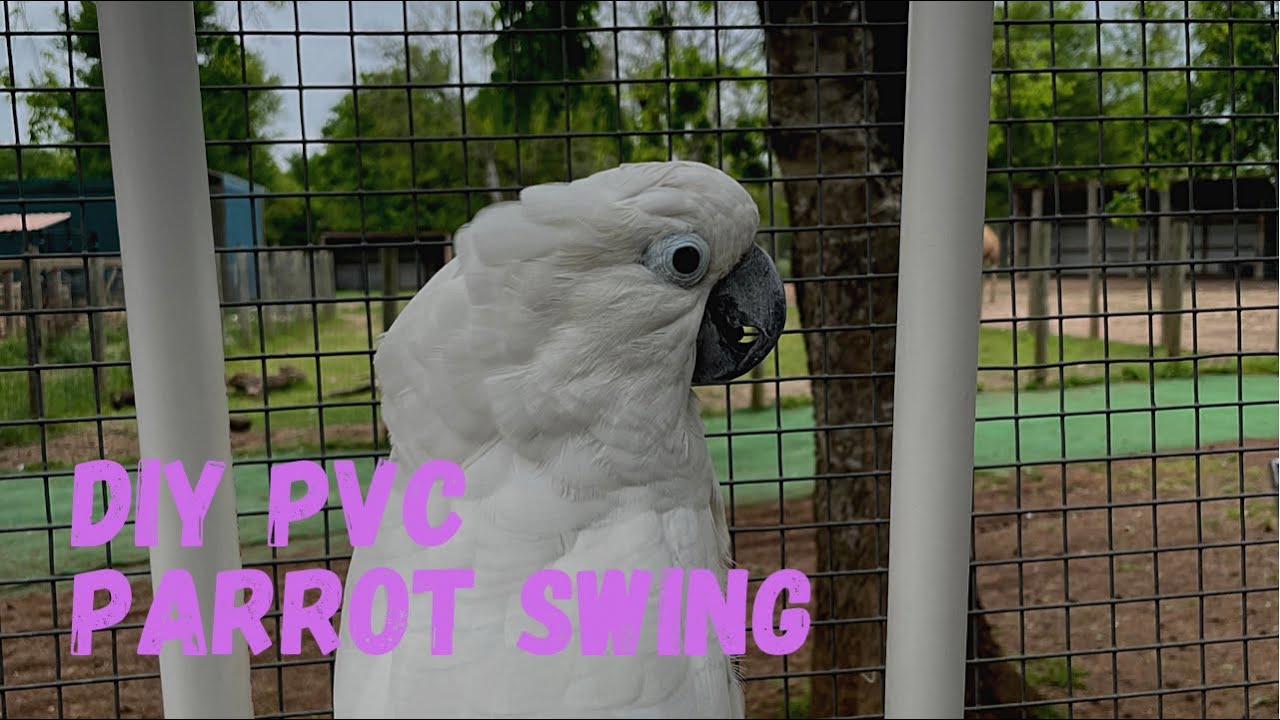 DIY PVC Swing for Parrots