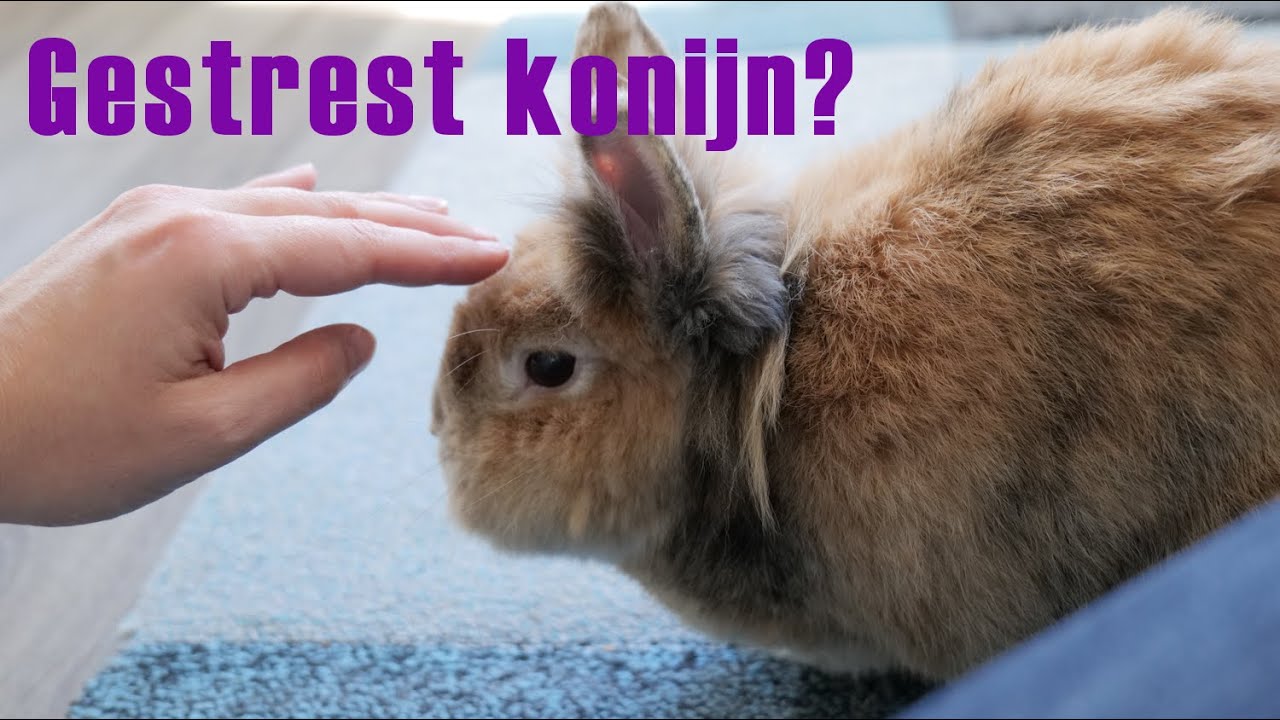 STRESS verminderen en voorkomen bij KONIJNEN | Je konijn rustig krijgen en houden