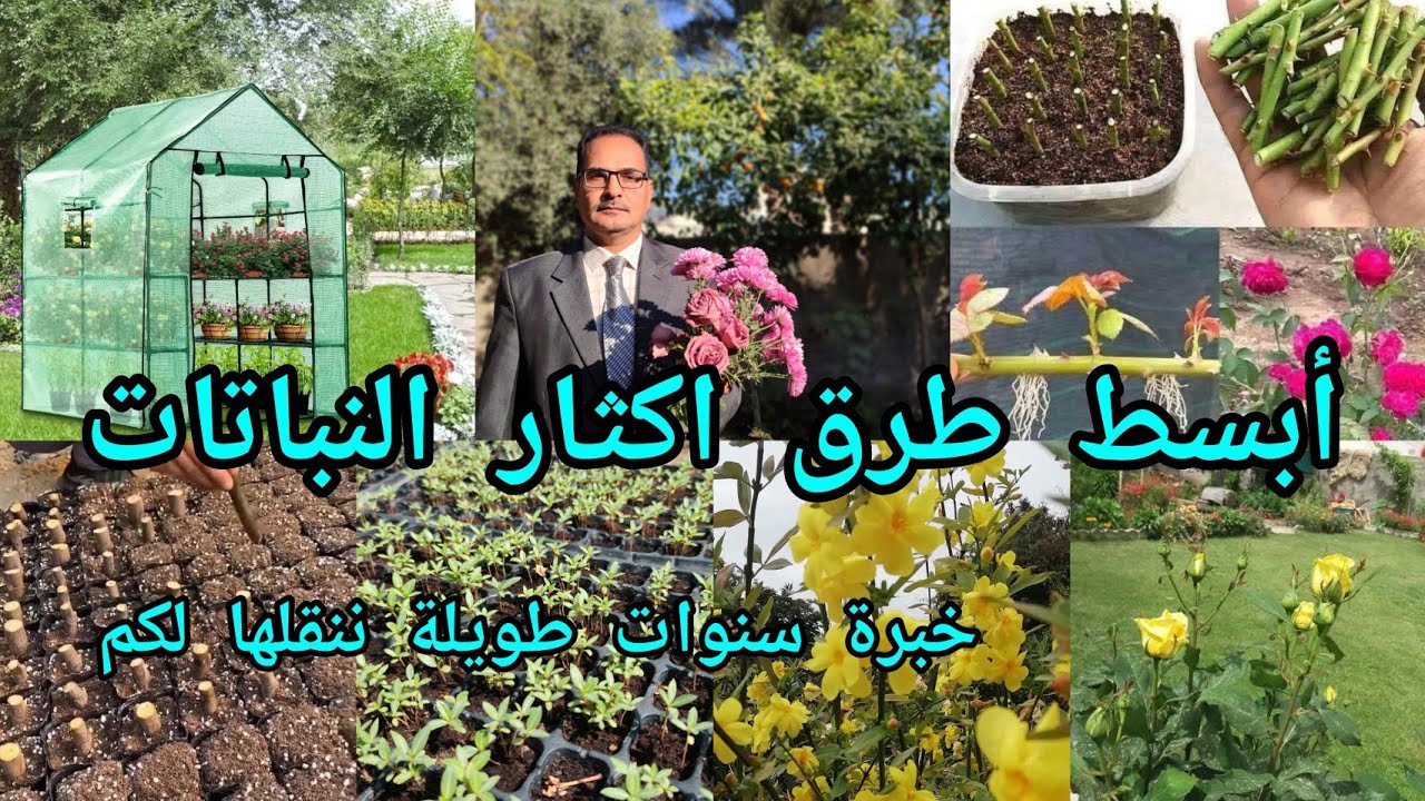 ابسط طرق اكثار النباتات خبرة أكثر من ٥٠ سنة في مشتل الحطاب ننقلها لكم بنسب نجاح عالية 