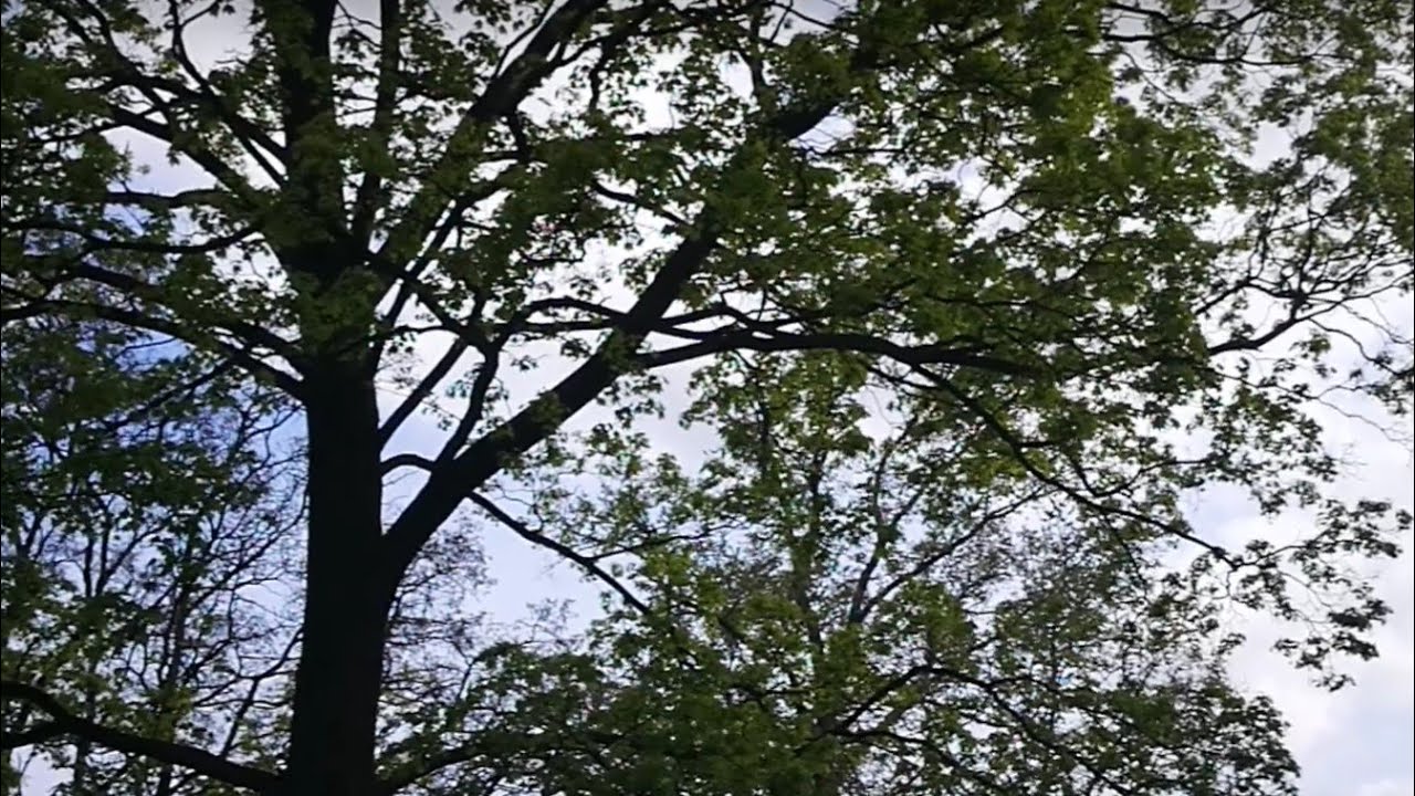23.04.2020 ( cz. 2) Drobne zabiegi przyspieszające.