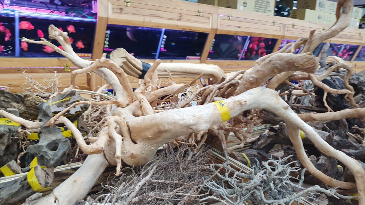 沉木水中造景石材區【嘉義魚中魚】白同學水族
