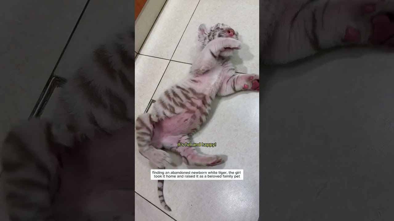 White tiger pet 
