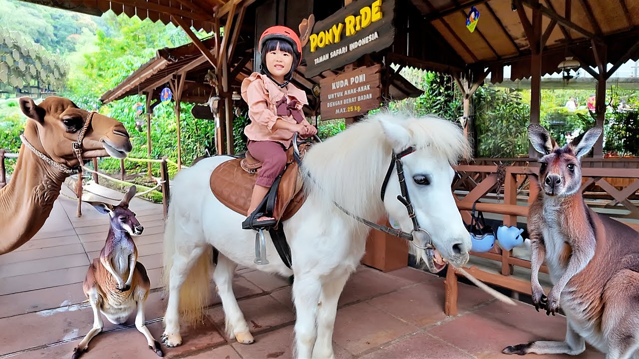 Naik Kuda Poni, Unta, Kasih Makan Kanguru dan Lemur - Mengenal Binatang