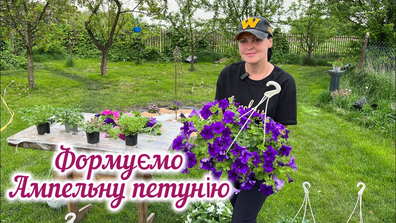 Формування ампельної петунії