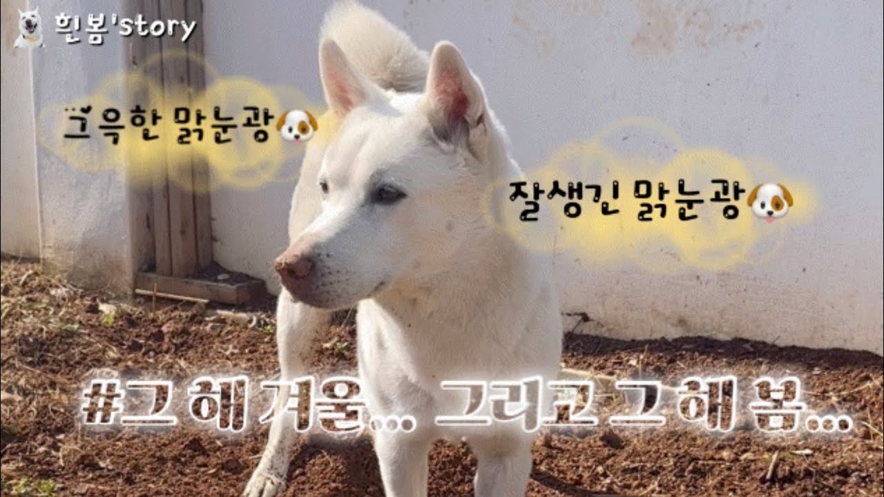 *진돗개 흰봄&누나-그해겨울…그리고 그해 봄💦땅파기 고수 흰봄🐶