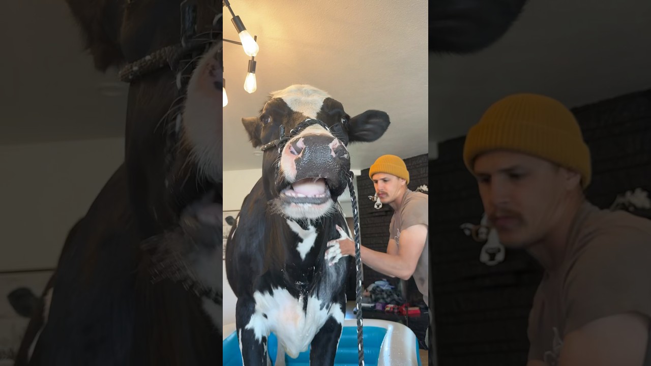 Spa day with Bruce! #cow #brucethecow #farm #animals