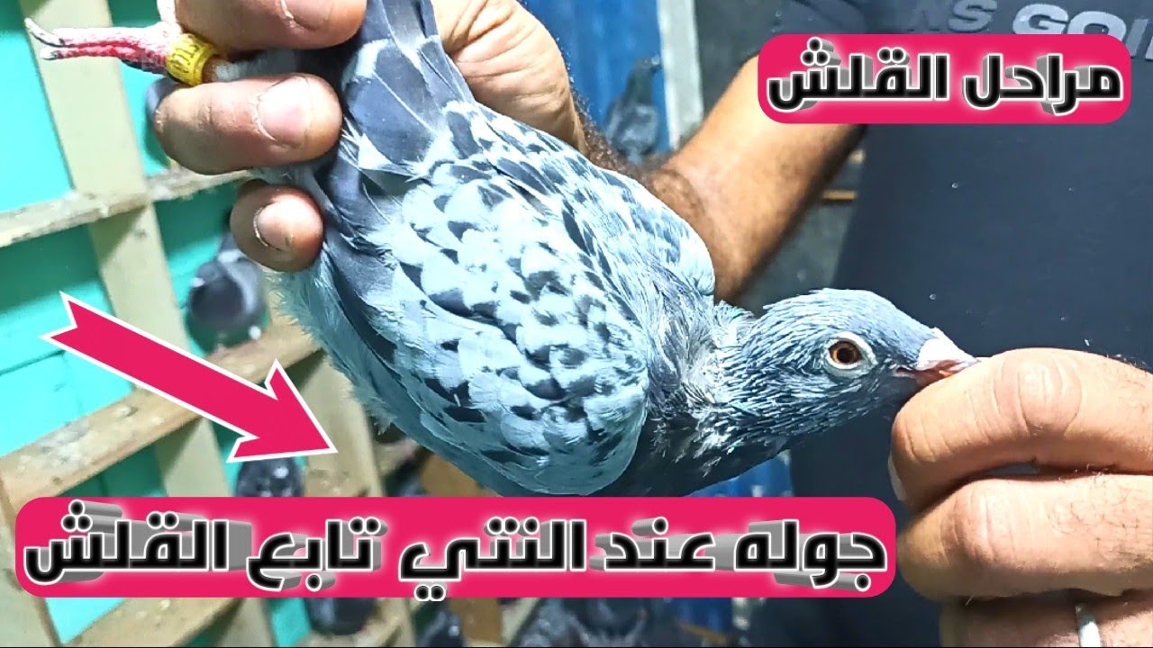 تابع معانا مراحل قلش الحمام الزاجل وجوله عند النتي (إناث الحمام الزاجل)