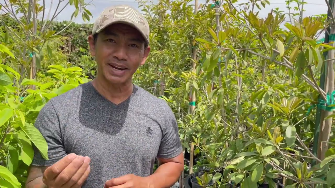 ខ្មែរលក់ដើមឈើនៅ California      Khmer Tropical Fruits Tree for sale