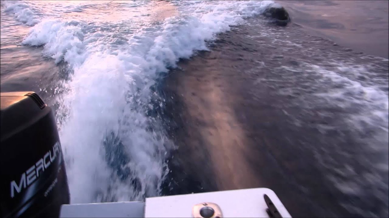Killer Whales Chase our Boat near San Diego Bay || ViralHog