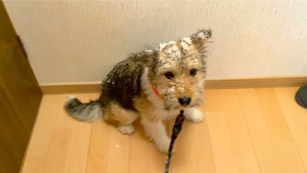 元野犬が心を開いていく１ヶ月の記録