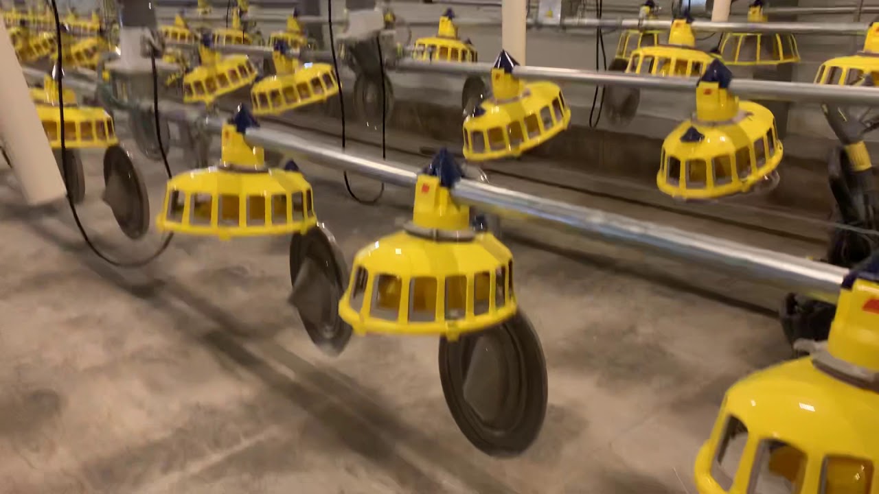 #Оборудование для содержания родительского поголовья бройлеров 🐓