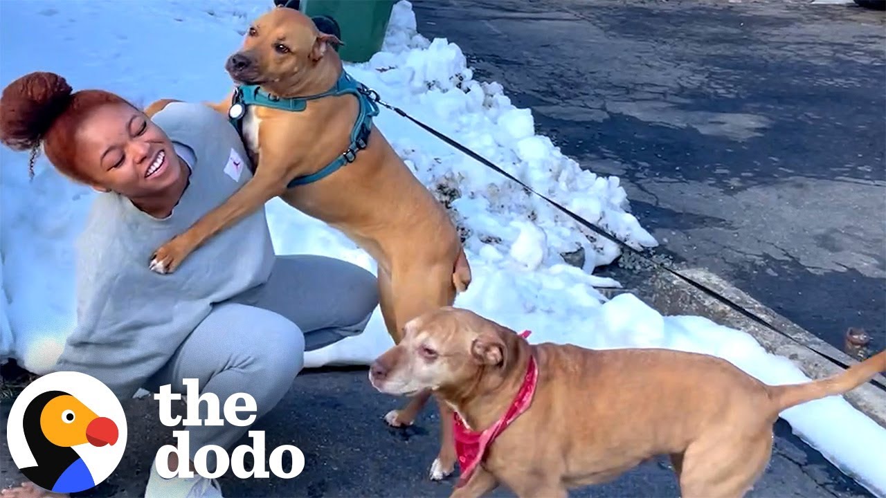 Pit Bull Mom Explains: What Do Dogs Have To Do With Race? | The Dodo