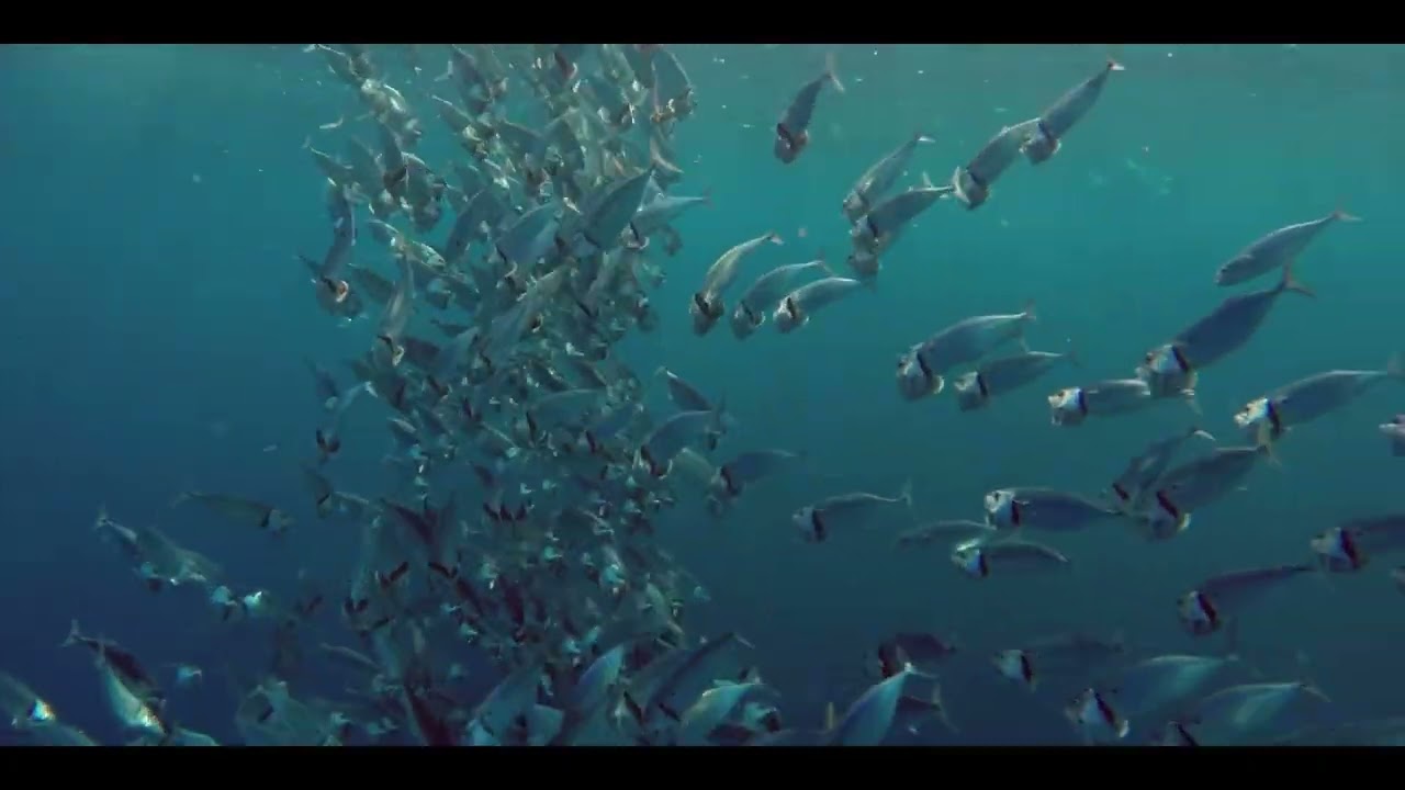 Penguins_The CueTube Re-Score 25 by Ray Shaw