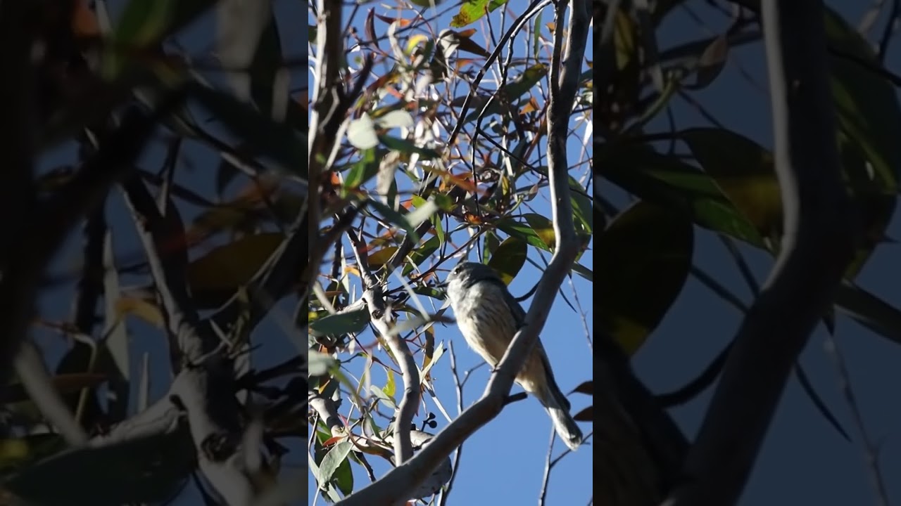Paradise Pool in the Blue Mountains, Australia.