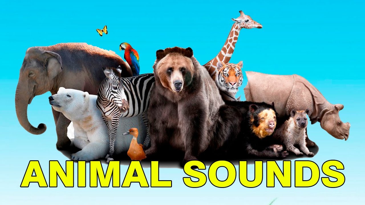 Fanny animals: Ducks, bears, hens, cows, cats, dogs, horse&rsquo;s, pigs - [ANIMAL SOUNDS 5️⃣]