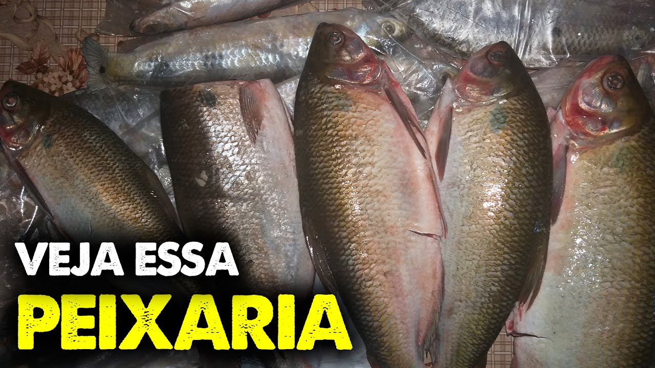 [COMO ENCANTAR UMA PEIXARIA] VEJA ESSA PEIXARIA