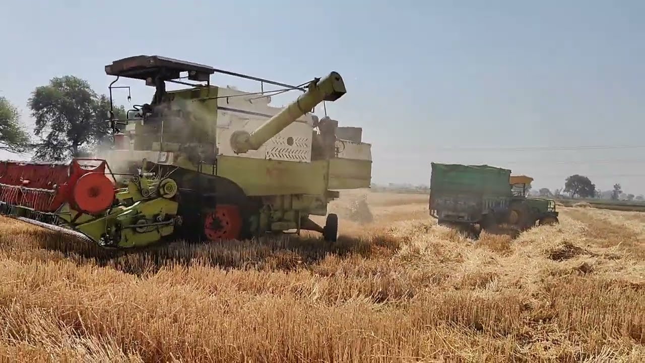 Wheat gw 513 Harvesting 