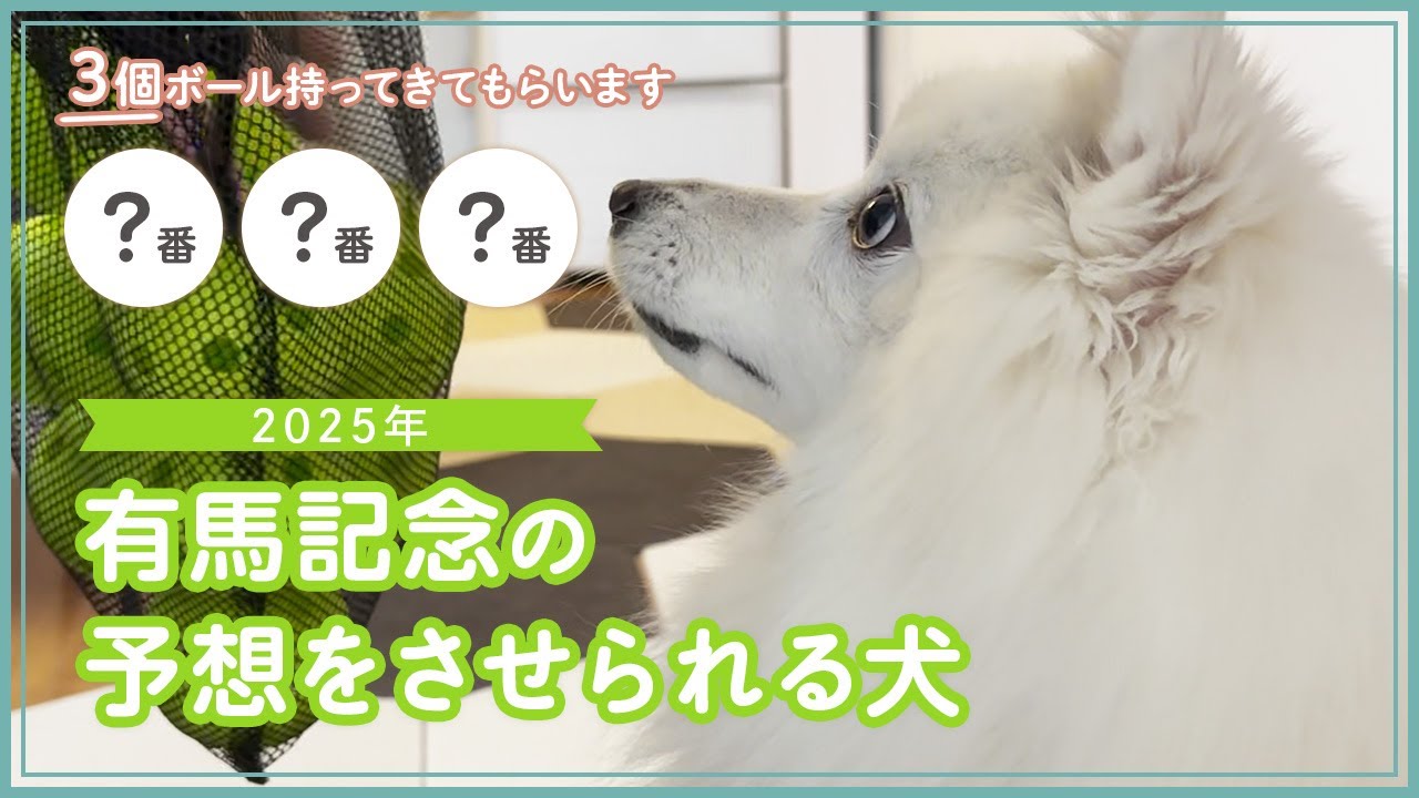 有馬記念の予想をさせられる日本スピッツ🐎