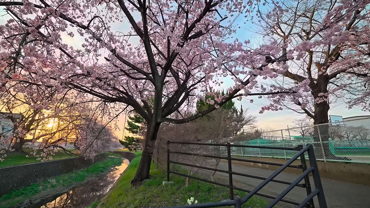 Higashi-Tokorozawa sunset walk with sakura • 4K