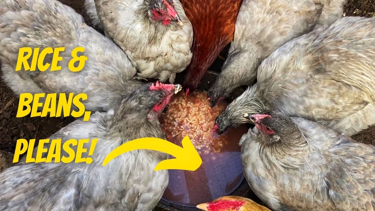 My Chickens Won't Eat Layer Pellets...They Want Rice & Beans!