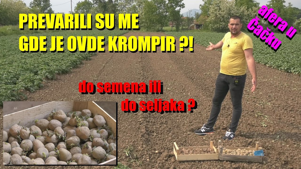 AFERA - zašto KROMPIR NIJE KLIJAO da li se poljoprivrednici ne znaju posao - ili je do SEMENA ??!