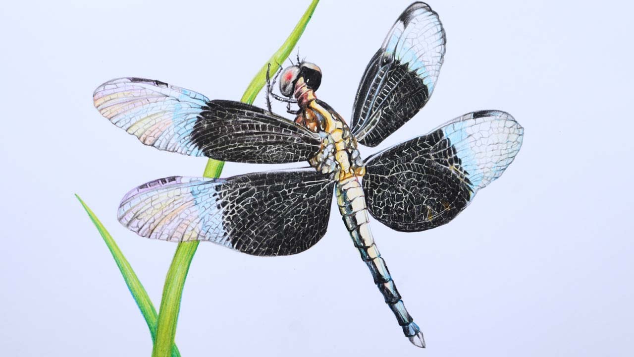 Dragonfly Drawing in Color Pencils | How to Draw a Dragonfly
