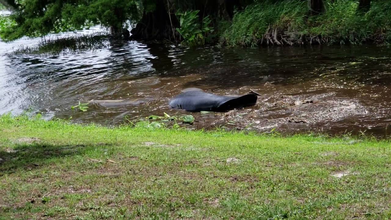 manatees mating lake jesup style