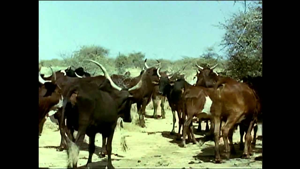 JAGUAR Trailer | A film by Jean Rouch
