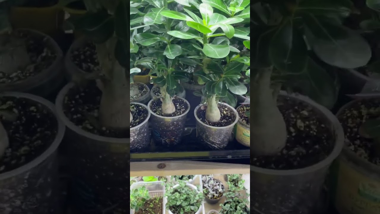 Адениумы. Как нарастает корневая после пересадки в больший объём #adenium #комнатныерастения