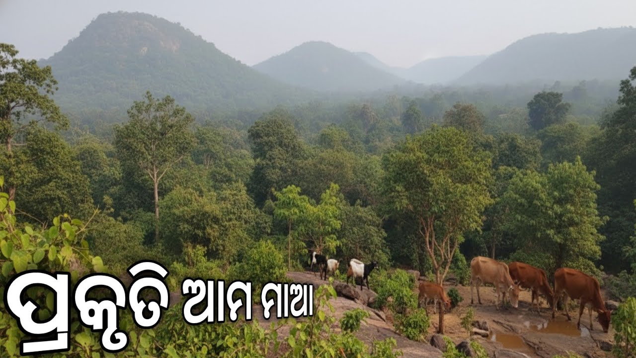 Explore the village hills | Village life style vlog | MR DAS MKA VLOG #odiavlog 