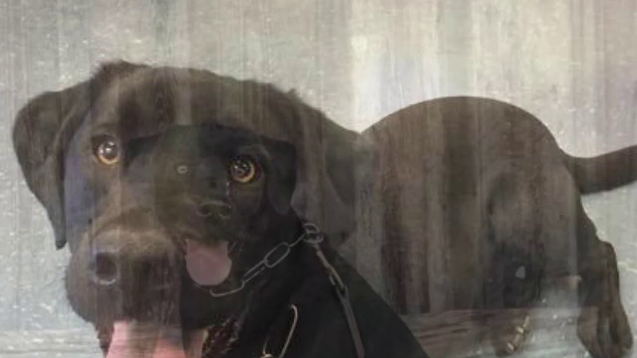 Montgomery Police Department Tribute to K9 Jake