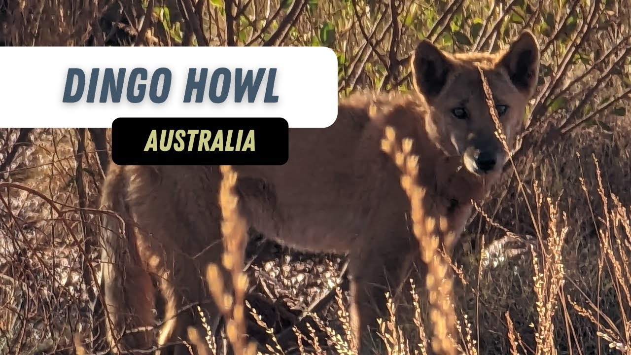 Dingo Calls At Night [Camping In Australia]