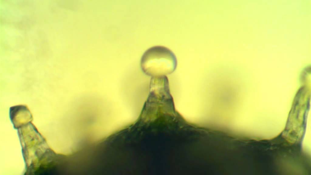 Kallijah x Blue Eyed Mango - trichomes