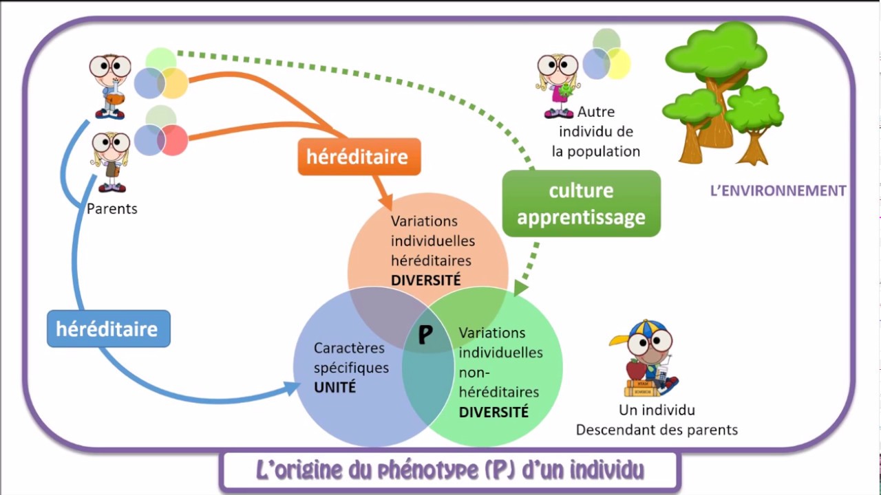 Le ph&eacute;notype: diversit&eacute; des individus d'une population