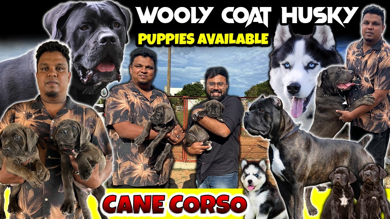 Cane Corso | Siberian Wooly Coat Husky | Puppies Available | Rare and Exotic Dogs Breeds Coimbatore