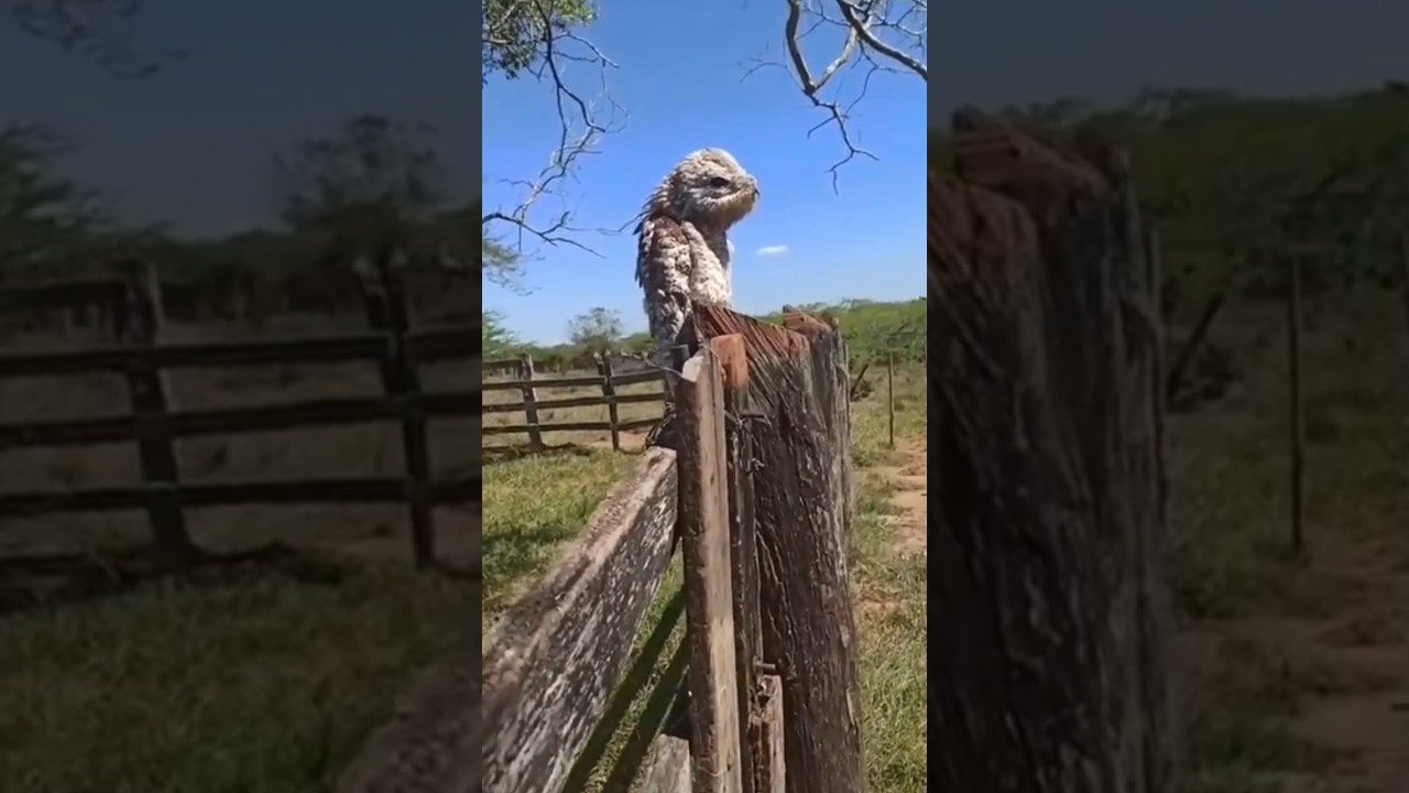 aves com cantos mais assustadores #shorts