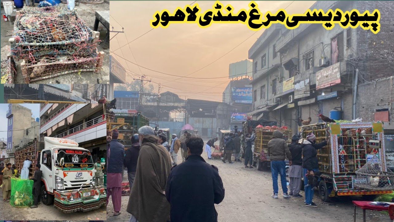 Aseel Murgh Mandi Larri Ada Lahore|LAHORE POULTRY UPDATE| #aseelmandi #aseelmurgh @KALEEMASEELvlogs