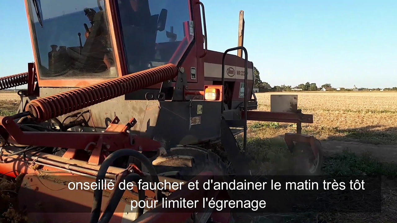 Récolte de la carotte porte-graine - FNAMS
