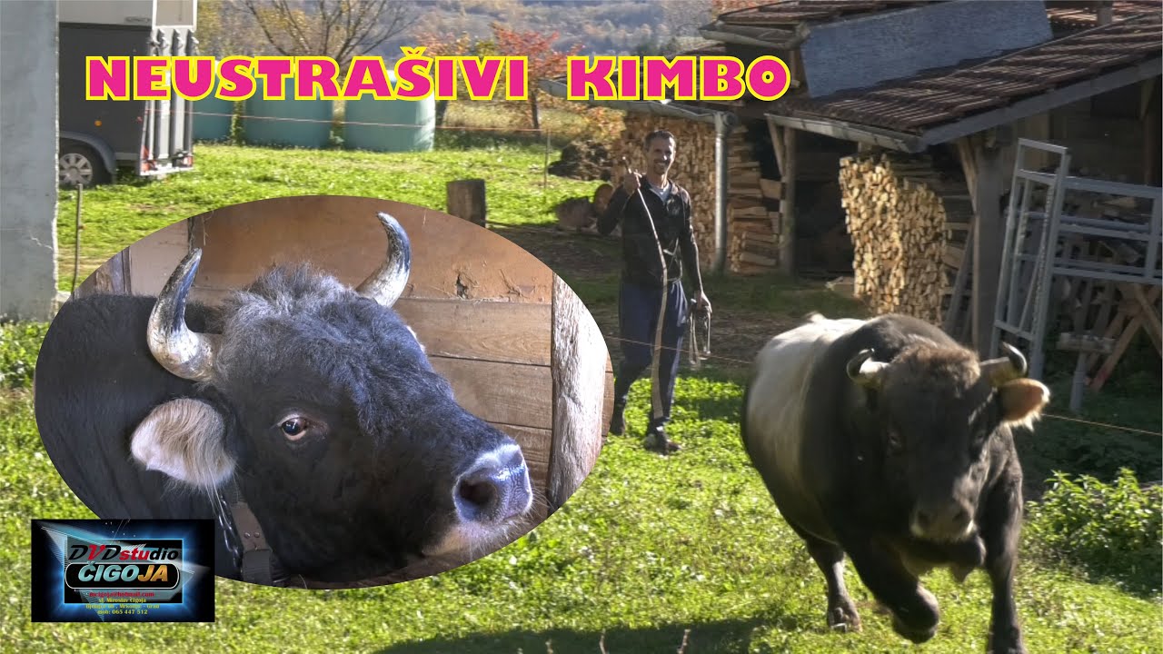 - NEUSTRAŠIVI KIMBO NEDŽADA KOZARCA MNOGO OPASAN BIK