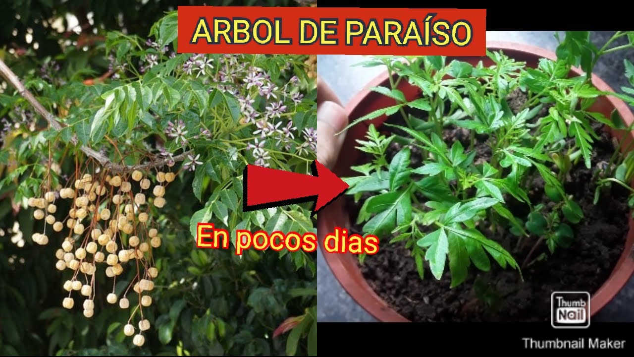 ARBOL DE PARAÍSO, Germinación desde su semilla y todo su CRECIMIENTO. Muy sencillo y EFICAZ