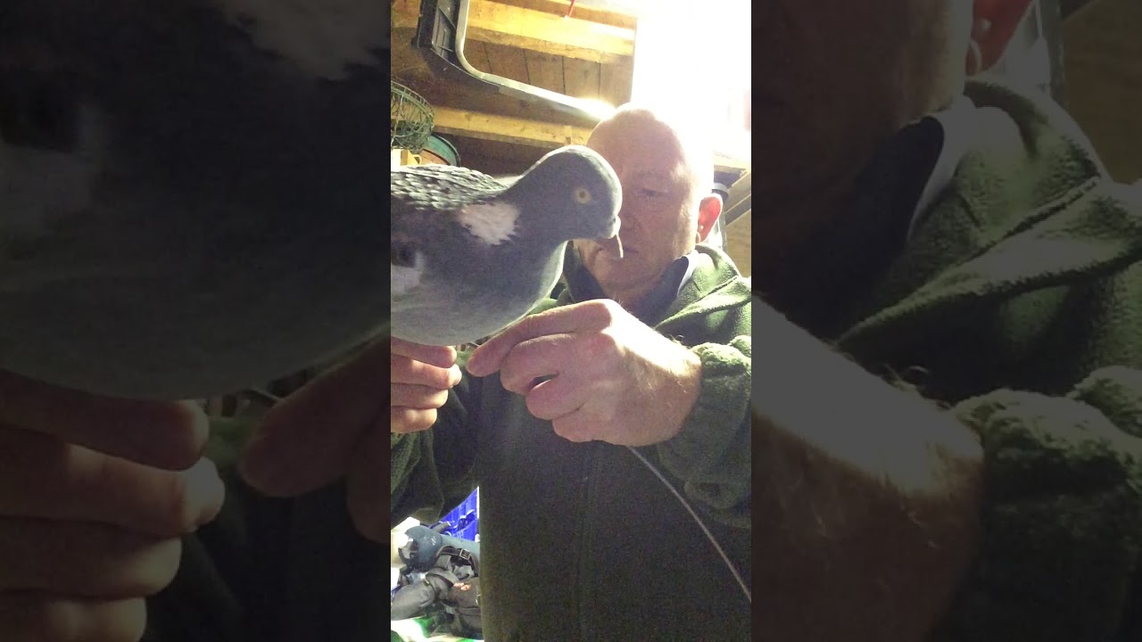 Pigeon bouncers cheap alternative