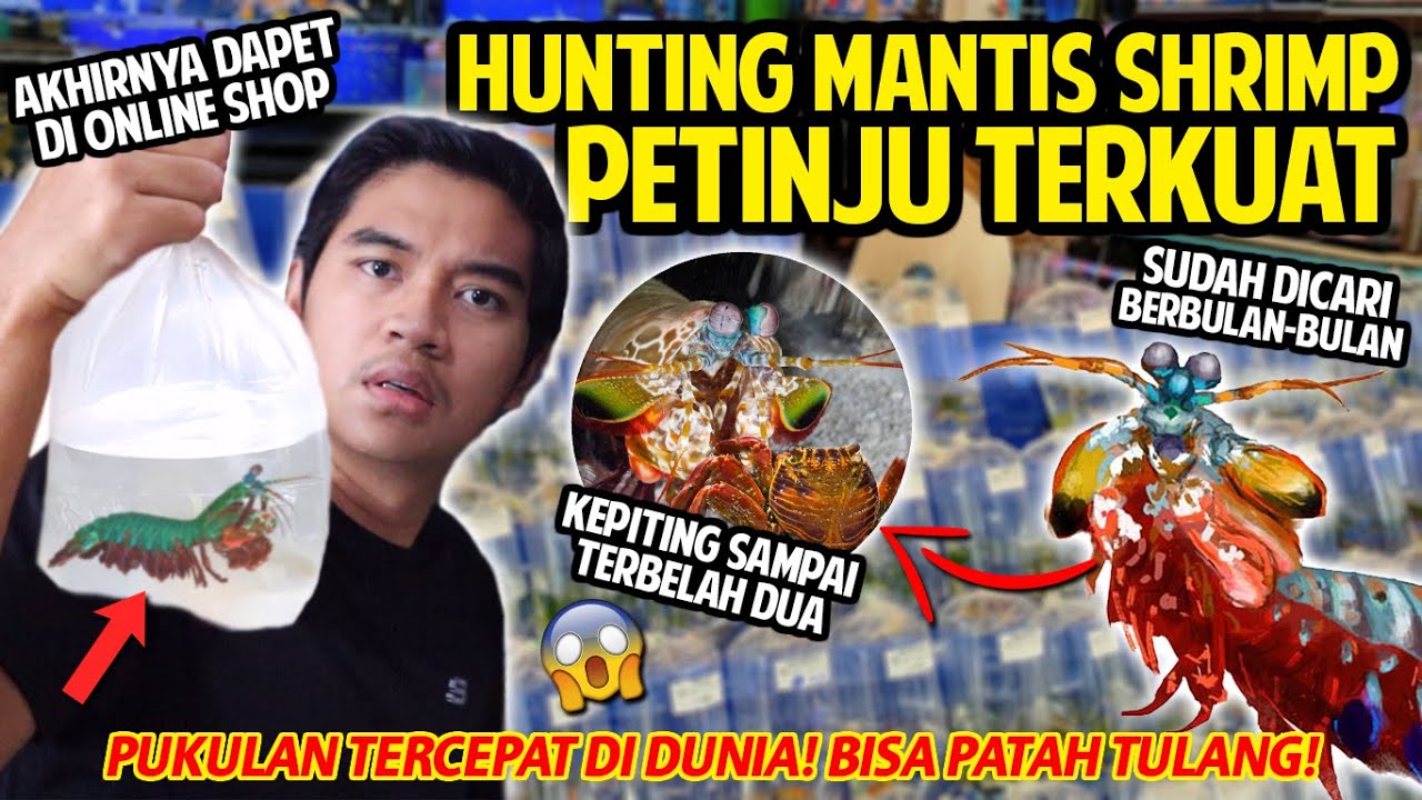HUNTING PEACOCK MANTIS SHRIMP! AKHIRNYA DAPET DI ONLINE SHOP! PUKULAN TERCEPAT DAN TERKUAT DI DUNIA!