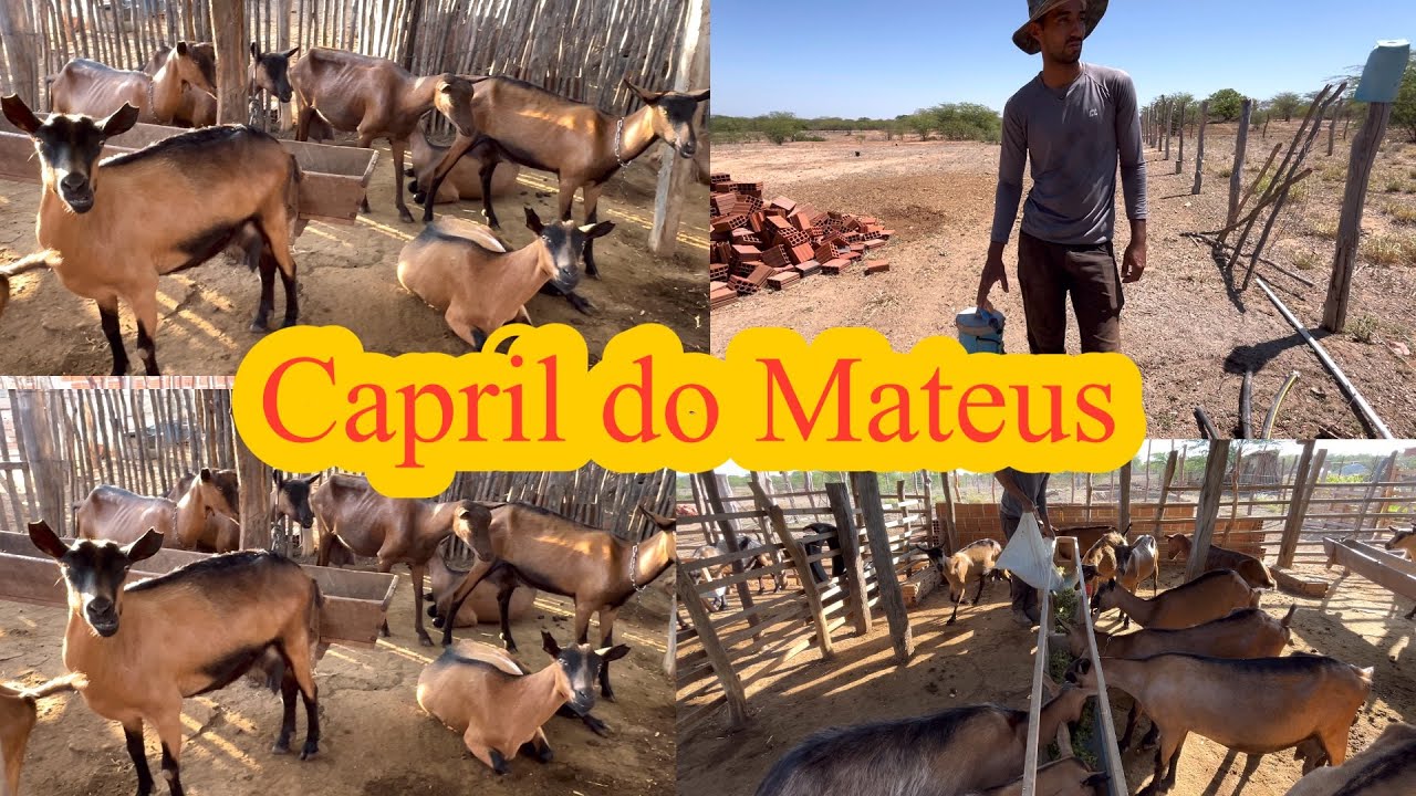 Capril do Mateus no Sítio carnaúba de cima Sumé PB 04/02/2026