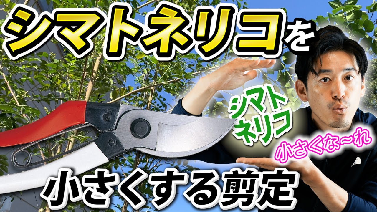 【シマトネリコの剪定】シマトネリコを小さくする方法